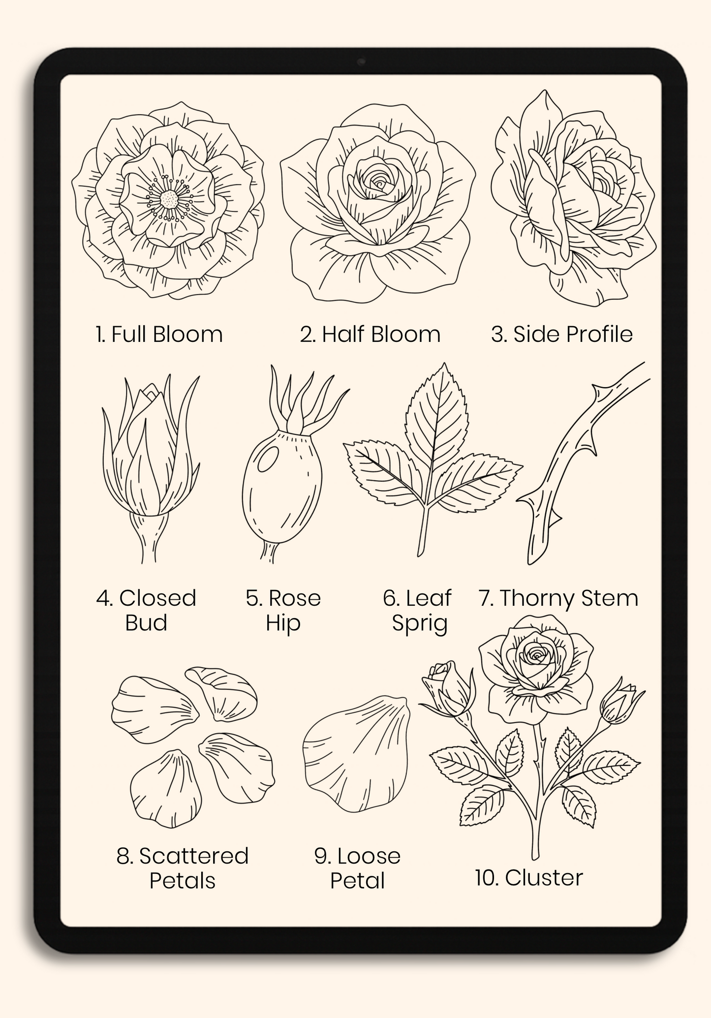 Wild Roses | Procreate Stamp Brush Set